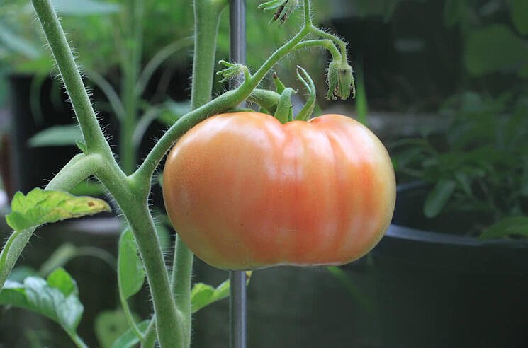 tomato.jpeg